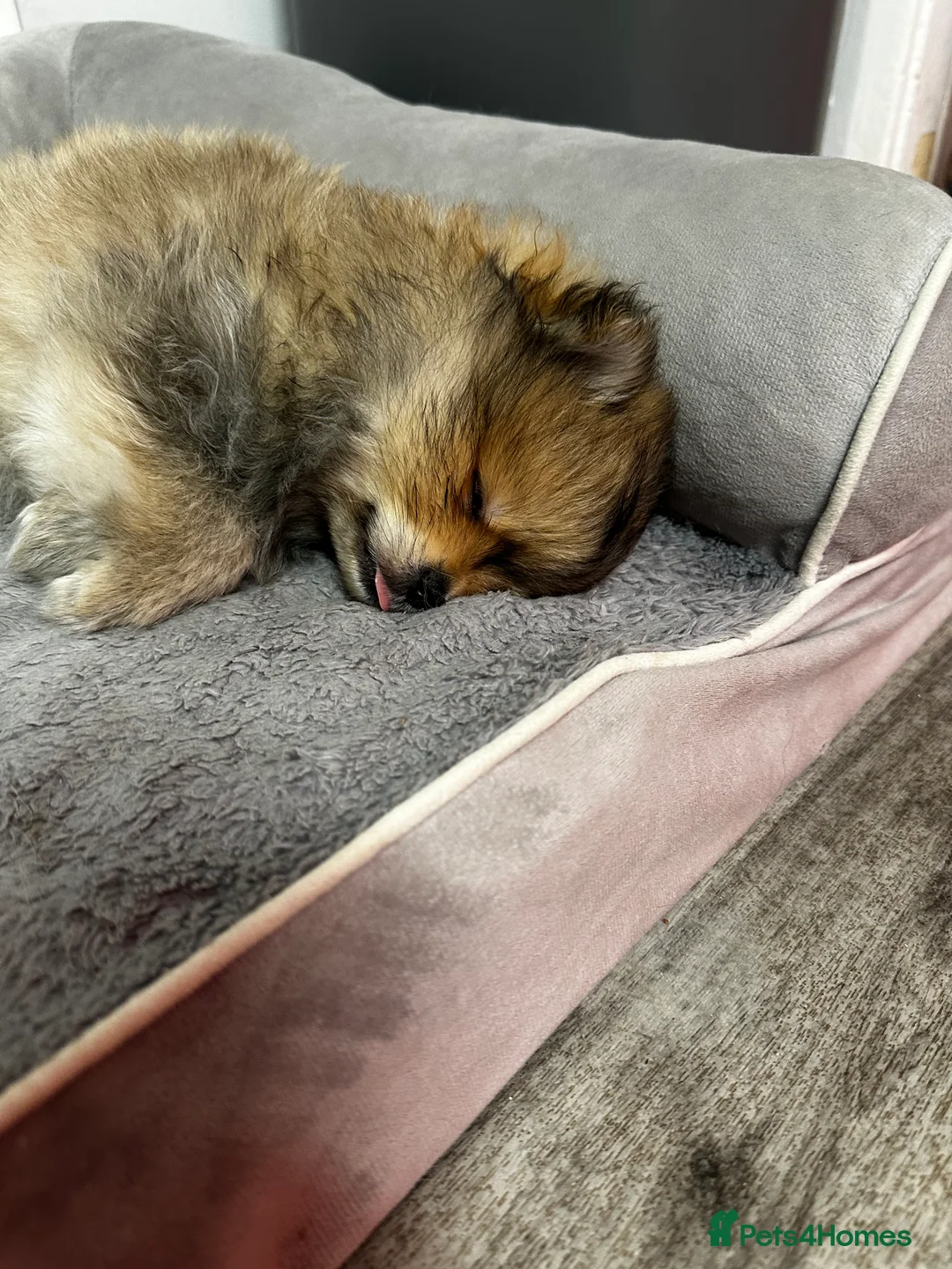 Pomeranian dogs for sale: GORGEOUS POMERANIAN PUPPIES!! 🐶🐶🐶 - Advert 6