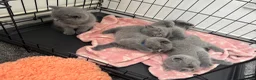 British Shorthair cats for sale: Stunning 😍 British shorthair kittens 🐱  - Advert 17
