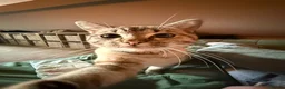 Mixed Breed cats for sale: Neutered male cat  - Advert 7