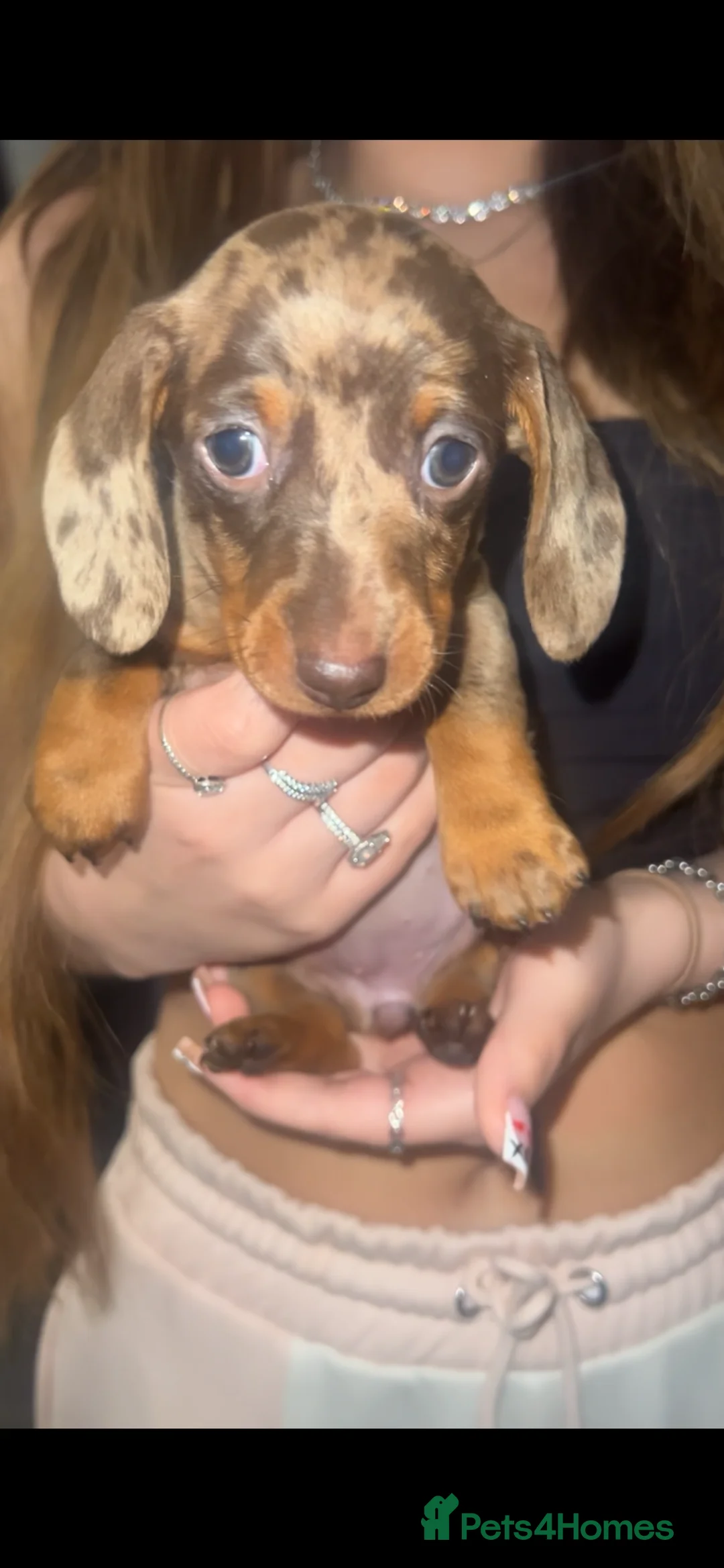 Miniature Dachshund dogs for sale: 5 stunning miniature dachshund puppies 🐾🏡 - Advert 7