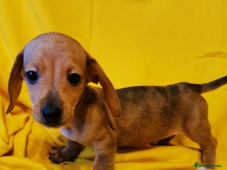 Dachshund dogs Unusual colour beautiful miniature dachshound pups - Advert 8