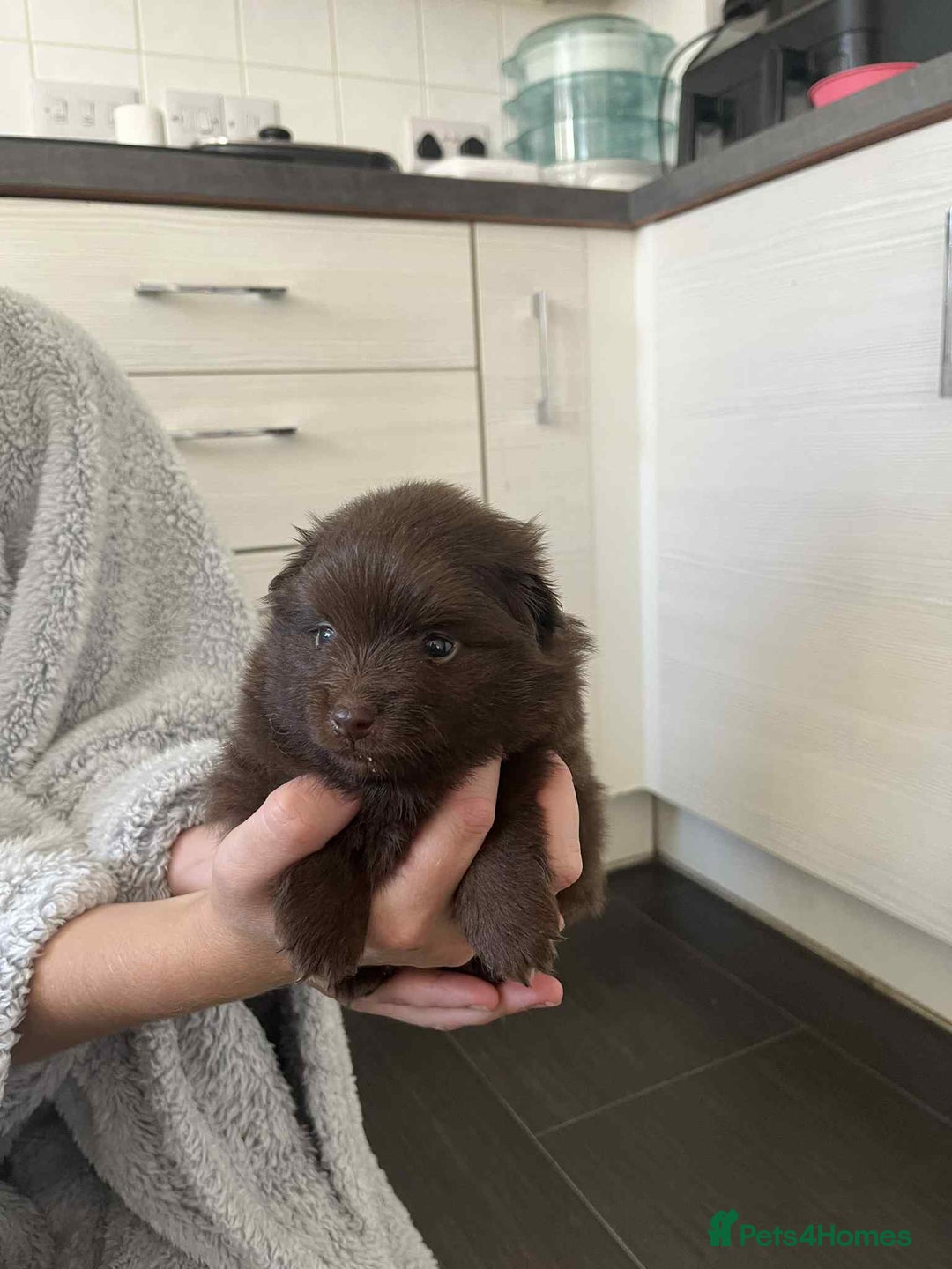 Mixed Breed dogs for sale: Pomspitz super fluffy babies  - Image 7