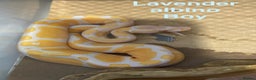 Python Snake reptiles for sale: Ball python collection  - Advert 6