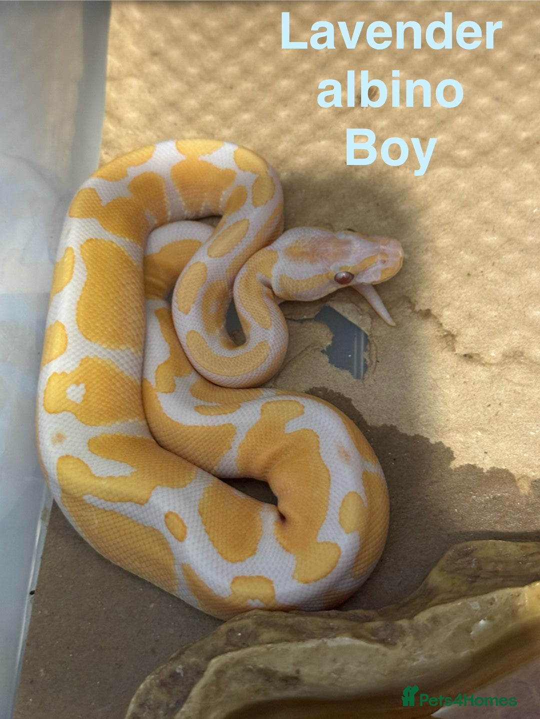 Python Snake reptiles for sale: Ball python collection  - Advert 6