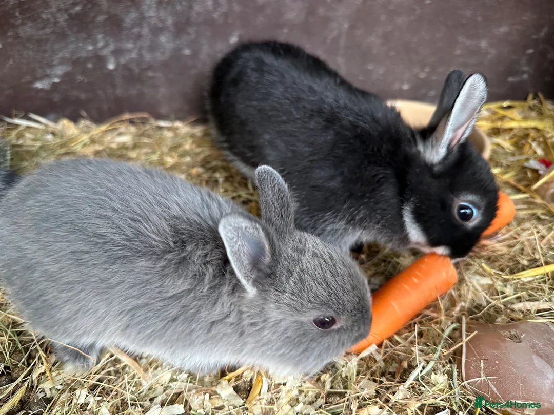 Netherland Dwarf rabbits for sale: Baby Netherland Dwarfs Rabbits  - Advert 9