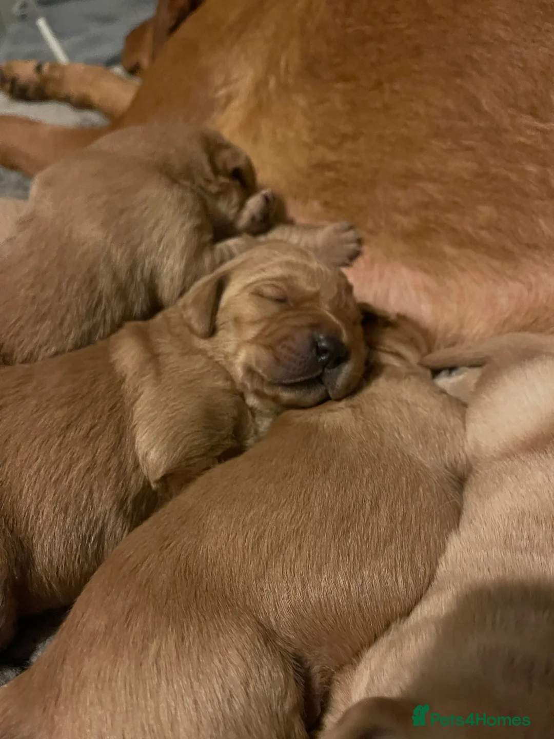 Goldador dogs for sale: Quality Fox Red Goldador Puppies - Advert 14