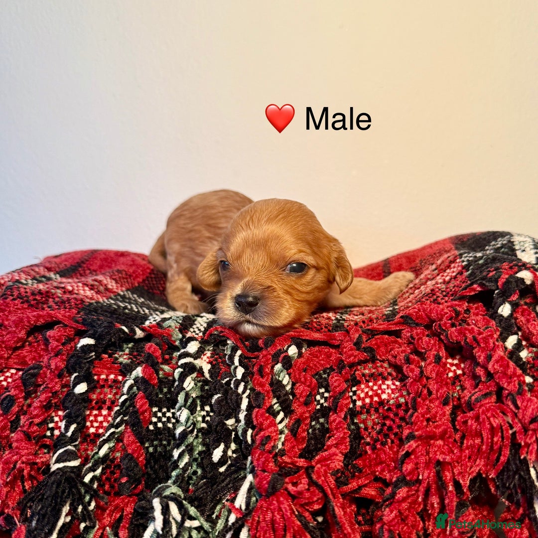 Cavapoochon dogs for sale: ✨Ruby & Blenheim Cavapoochons ❤️🐾 - Image 9