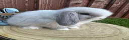 Mini Lop rabbits for sale: 🥰😍Stunning purebred mini lops ready to reserve  - Advert 14
