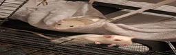 Rat rodents for sale: (with cage) 2 FEMALE RATS in Bolton - Advert 1