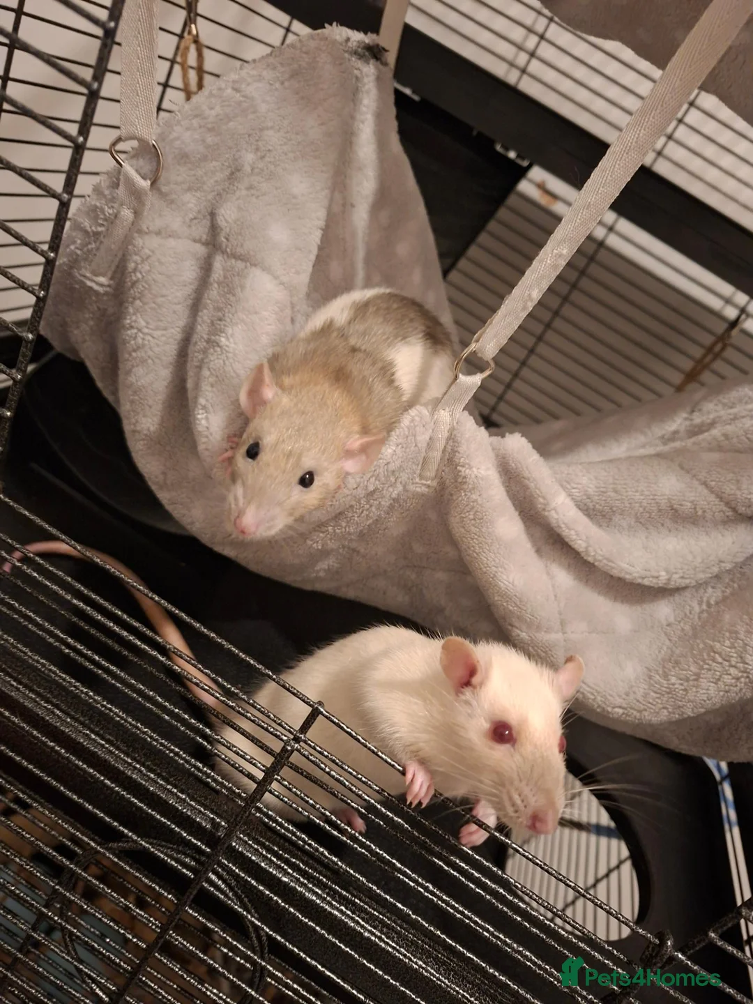 Rat rodents for sale: (with cage) 2 FEMALE RATS in Bolton - Advert 1