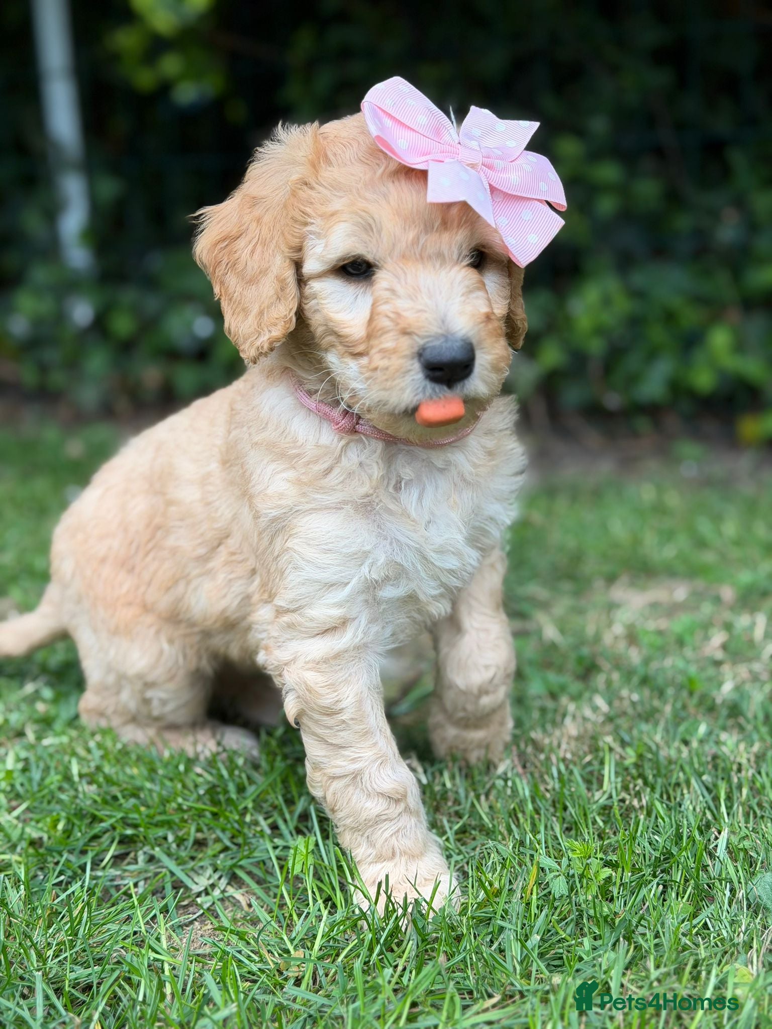 Mixed Breed dogs for sale: Adorable Australian fleece/wool Labradoodles - Advert 36