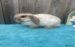 Mini Lop rabbits for sale: Mini lop babies ready to go - Image 10