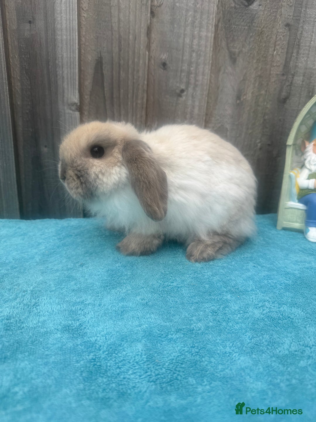 Mini Lop rabbits for sale: Mini lop babies ready to go - Image 10