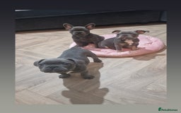 French Bulldog dogs for sale: Blue male French bulldog  - Image 4