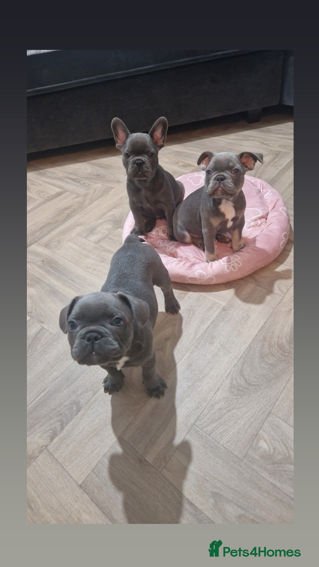 French Bulldog dogs for sale: Blue male French bulldog  - Image 4