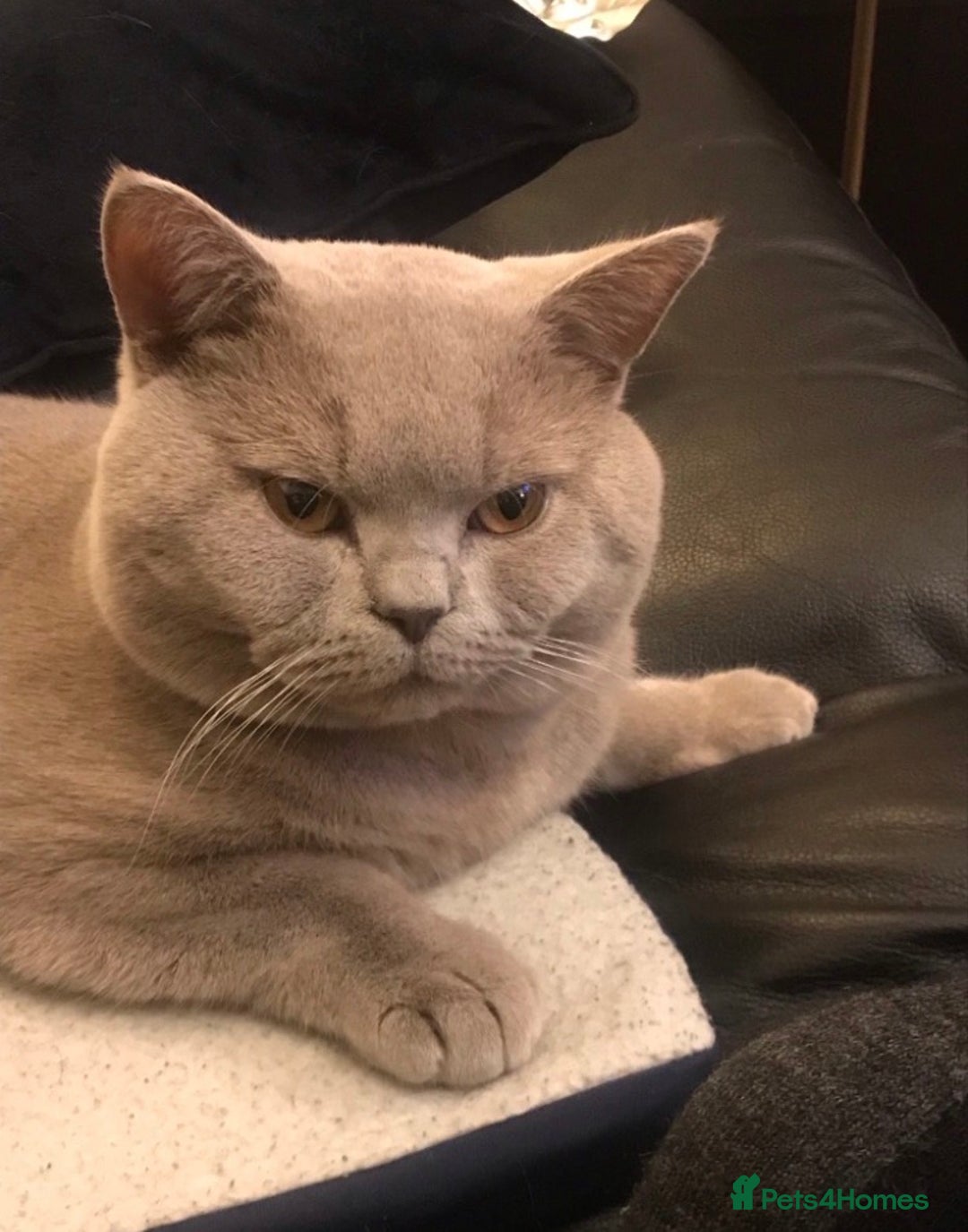 British Shorthair cats for stud: Stud service only  - Advert 6