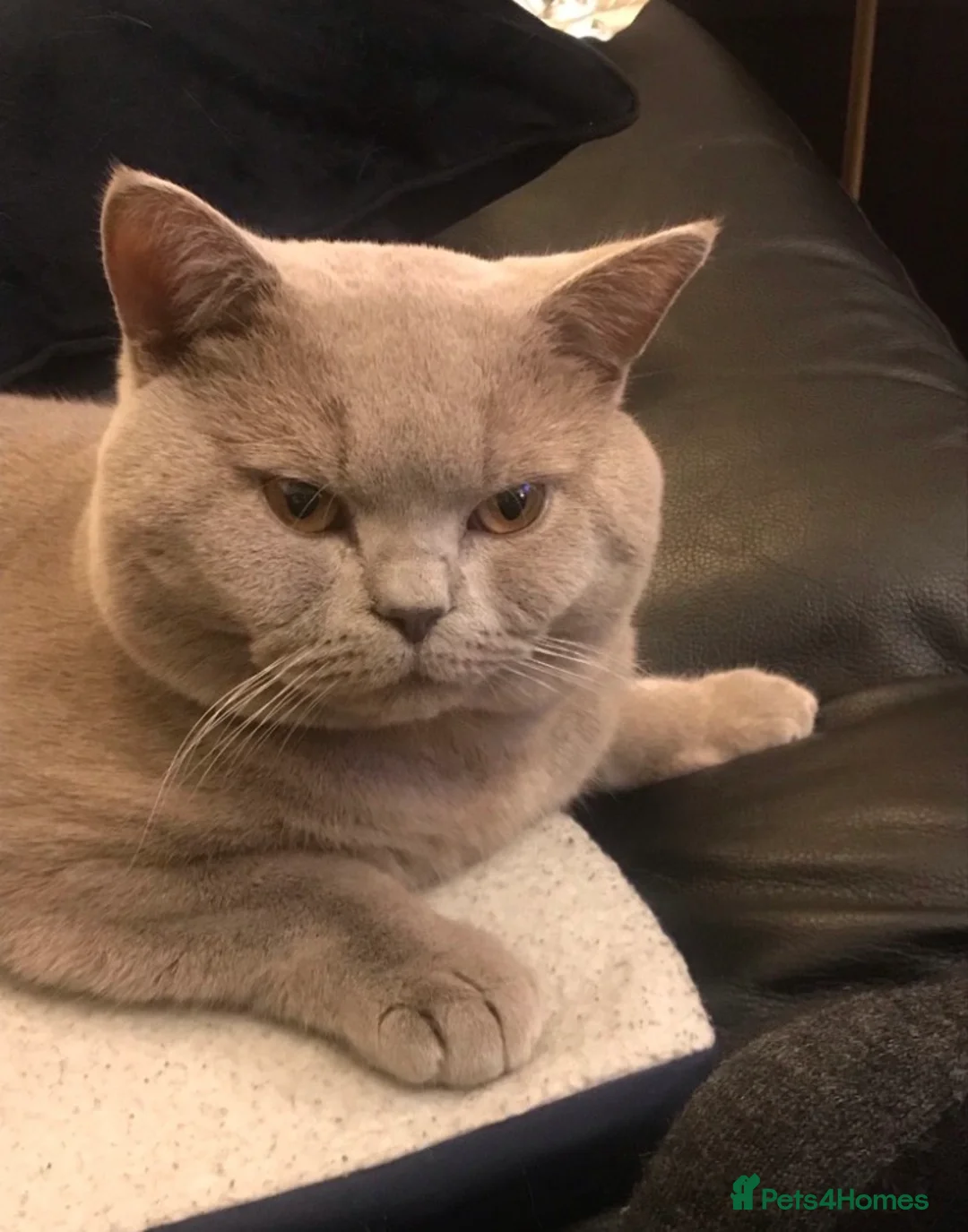 British Shorthair cats for stud: Stud service only  - Advert 6