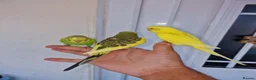 Budgerigars birds for sale: Super silly hand tamed baby budgies  - Advert 3