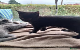 Domestic Shorthair cats for sale: Two beautiful black kittens  - Image 4