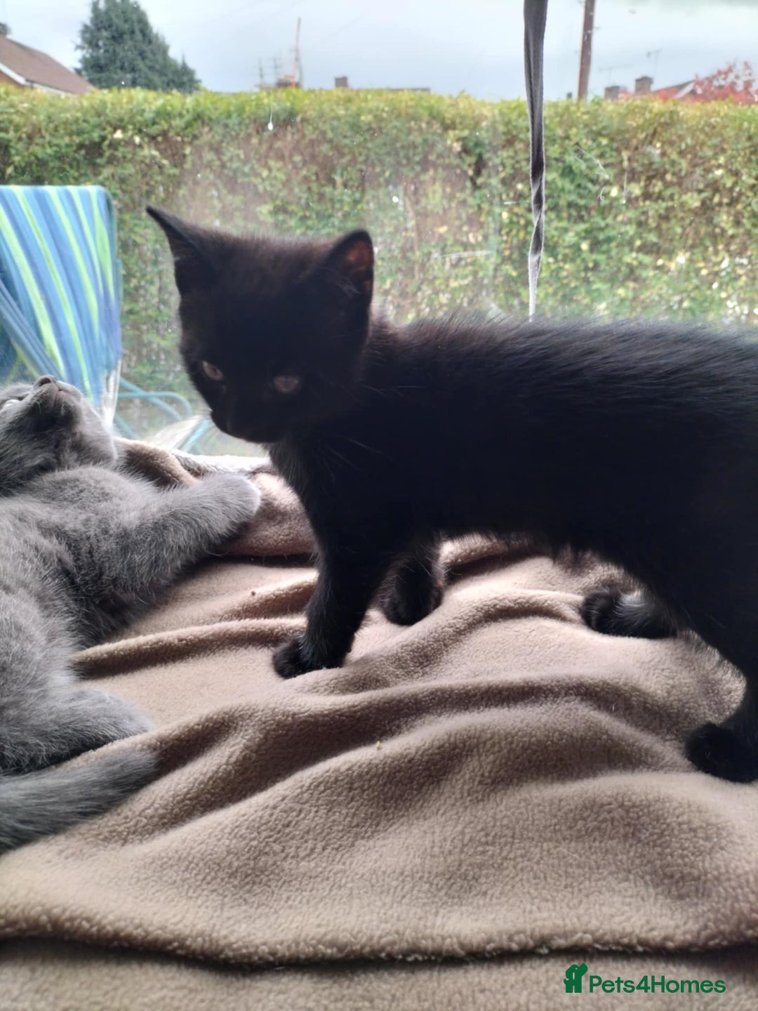 Domestic Shorthair cats for sale: Two beautiful black kittens  - Image 4