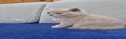 Scottish Fold cats for sale: Scottish fold, straight girls, boys, lilac blue  - Advert 9
