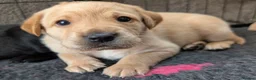 Labrador Retriever dogs for sale: **Only 1 left** KC Registered Labradors  - Advert 18