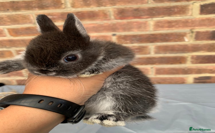 Netherland Dwarf rabbits - Advert 9
