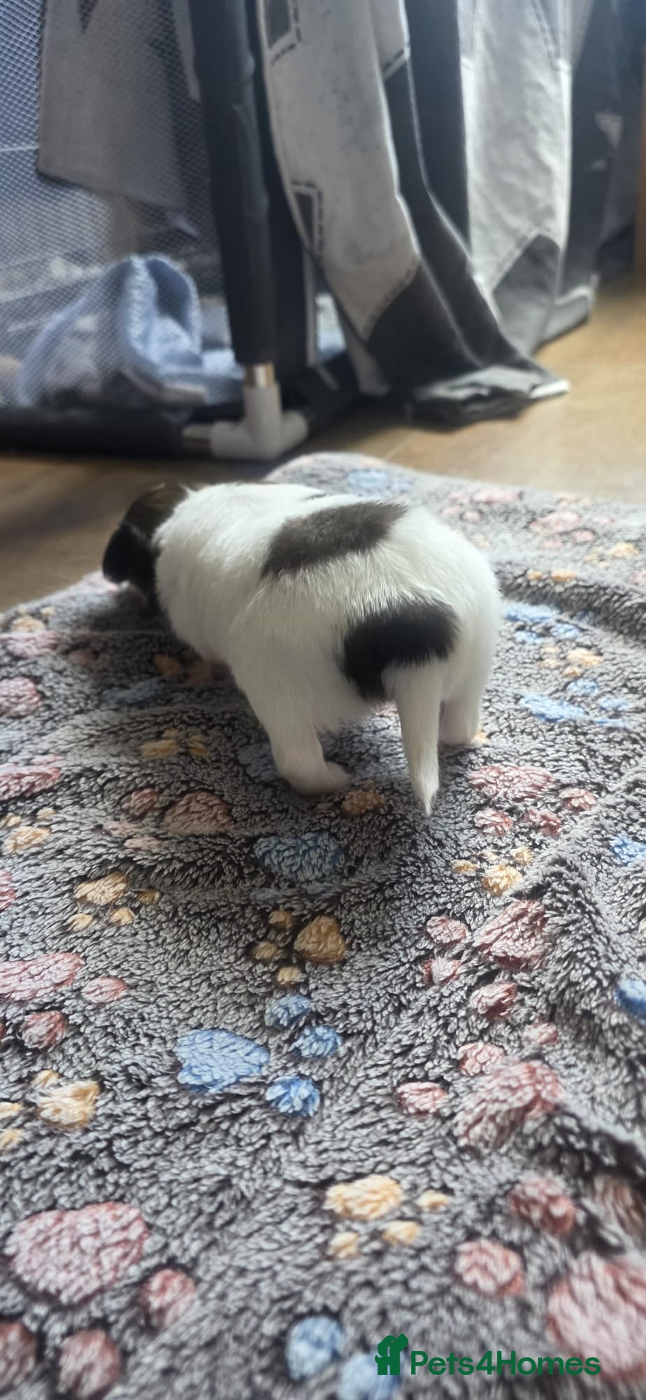 Papillon dogs KC Registered Papillon Puppies (Ready Soon!) - Advert 2