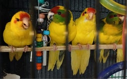 Parakeets birds for sale: Kakariki's Handreard kakariki's  - Image 10