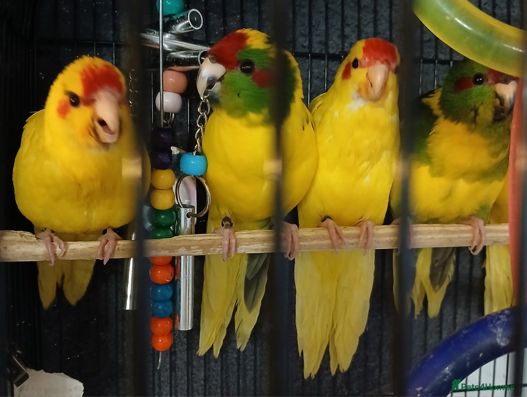 Parakeets birds for sale: Kakariki's Handreard kakariki's  - Image 10