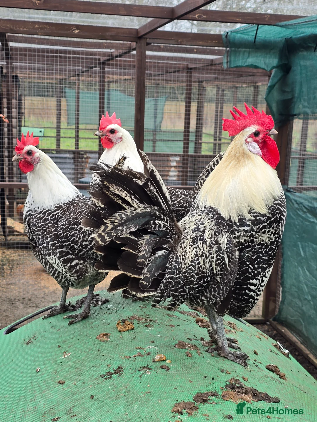 Ducks poultry for sale: Hatching Eggs  - Advert 3