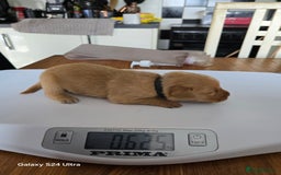 Labrador Retriever dogs for sale: KC REG Lab puppys x 2/11 ready to take home - Image 18