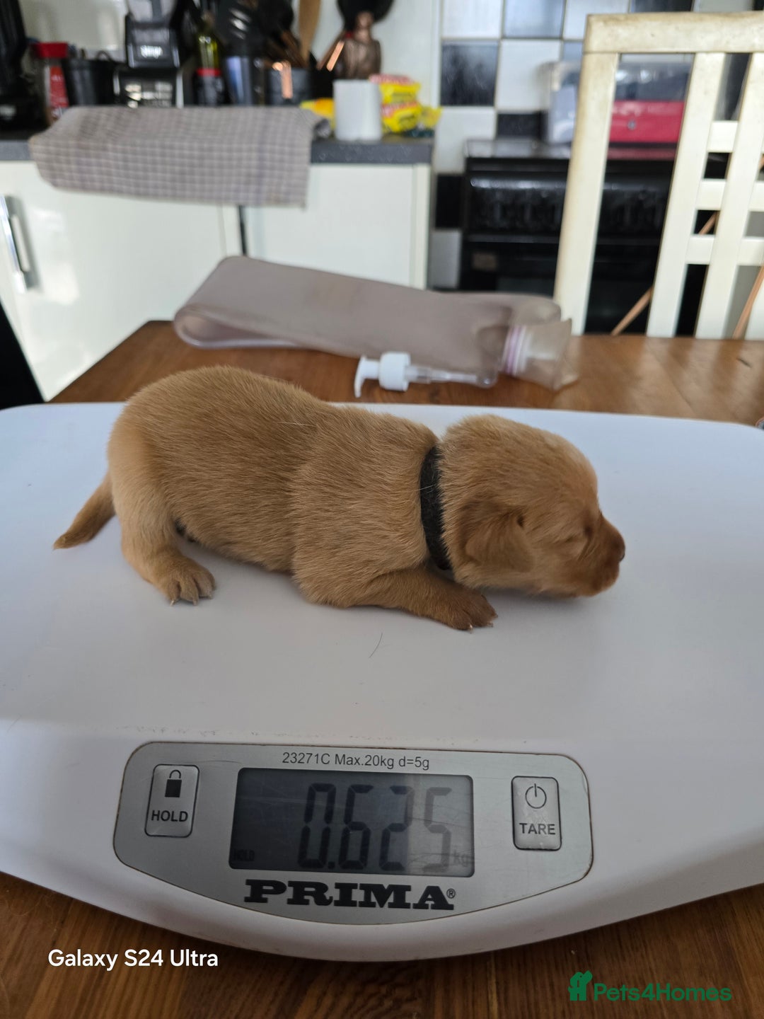 Labrador Retriever dogs for sale: KC REG Lab puppys x 2/11 ready to take home - Image 18