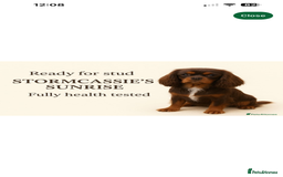 Cavapoo dogs for sale: Iconic cavapoo litter health tested parentage  - Advert 14