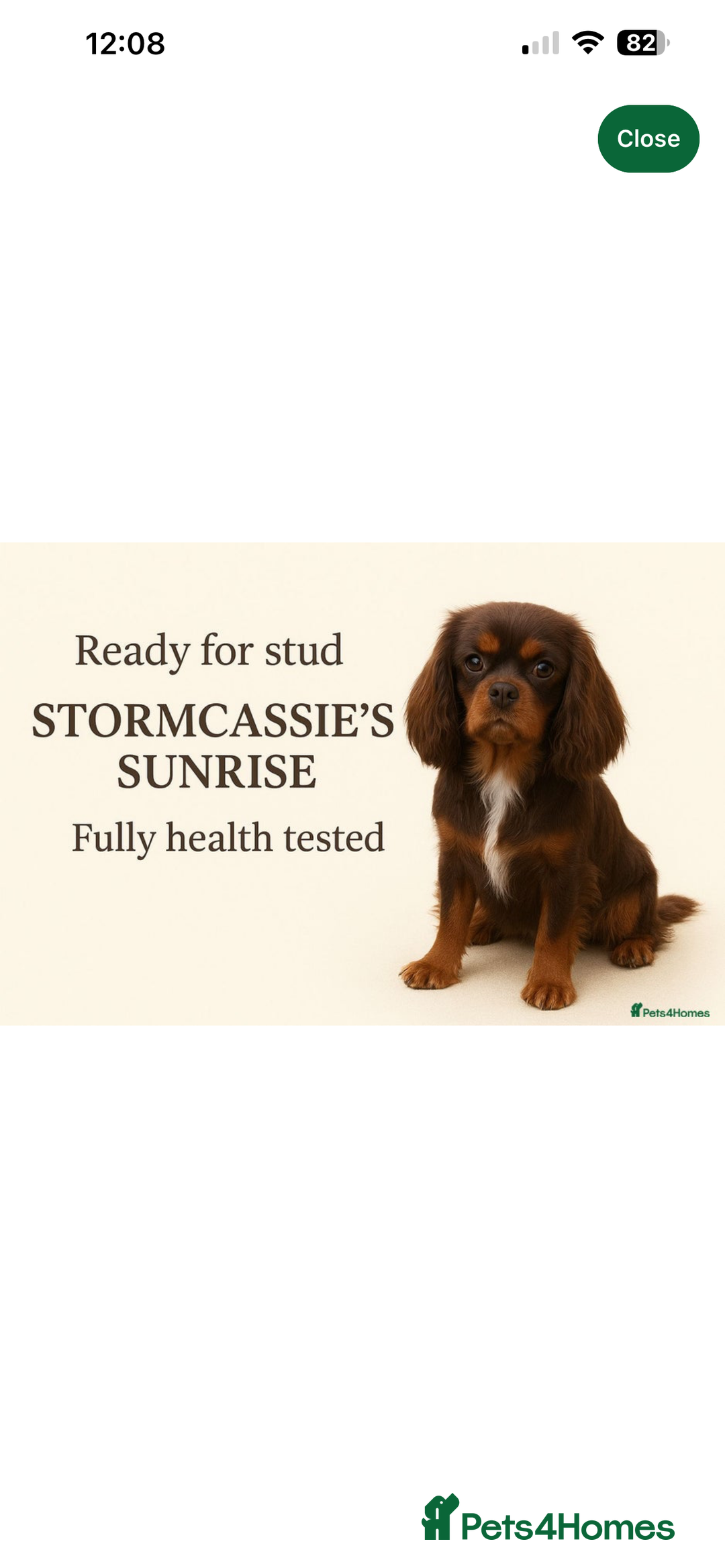 Cavapoo dogs for sale: Iconic cavapoo litter health tested parentage  - Advert 14