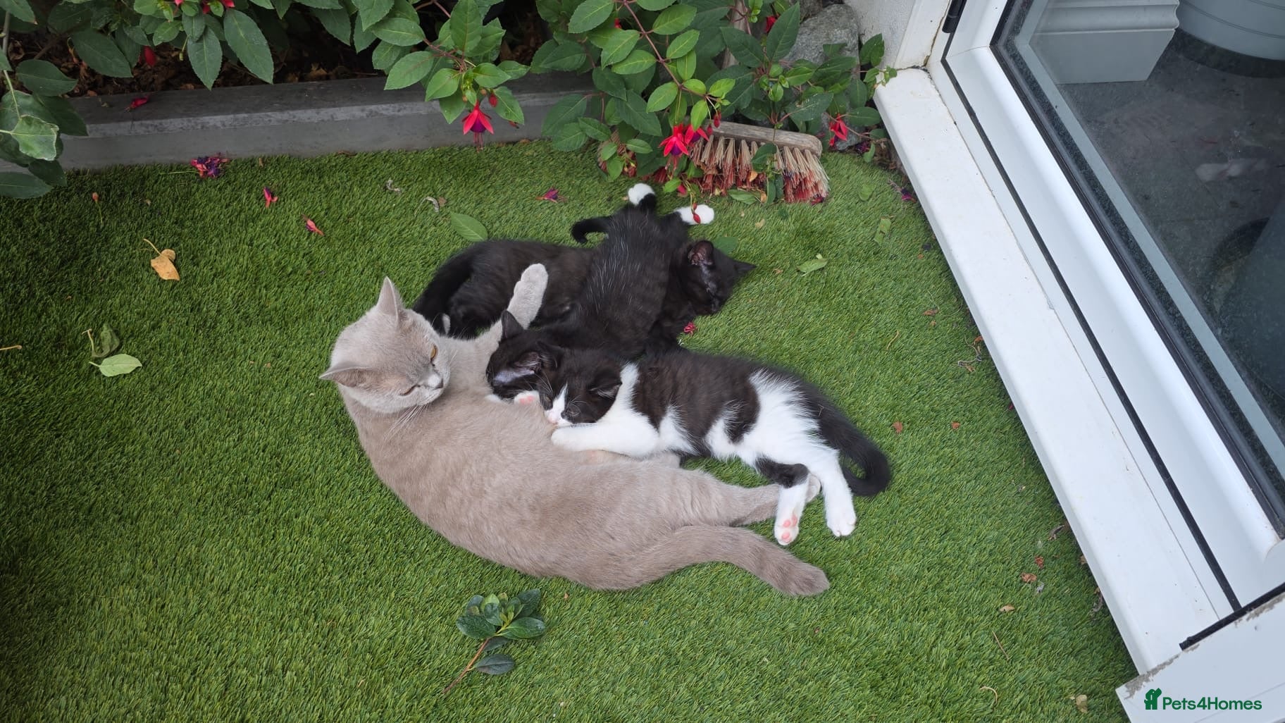 Mixed Breed cats Black & White Female & Black Male Kittens – Loving - Advert 1