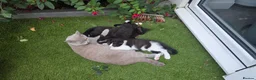 Mixed Breed cats for sale: Black & White Female & Black Male Kittens – Loving - Advert 1