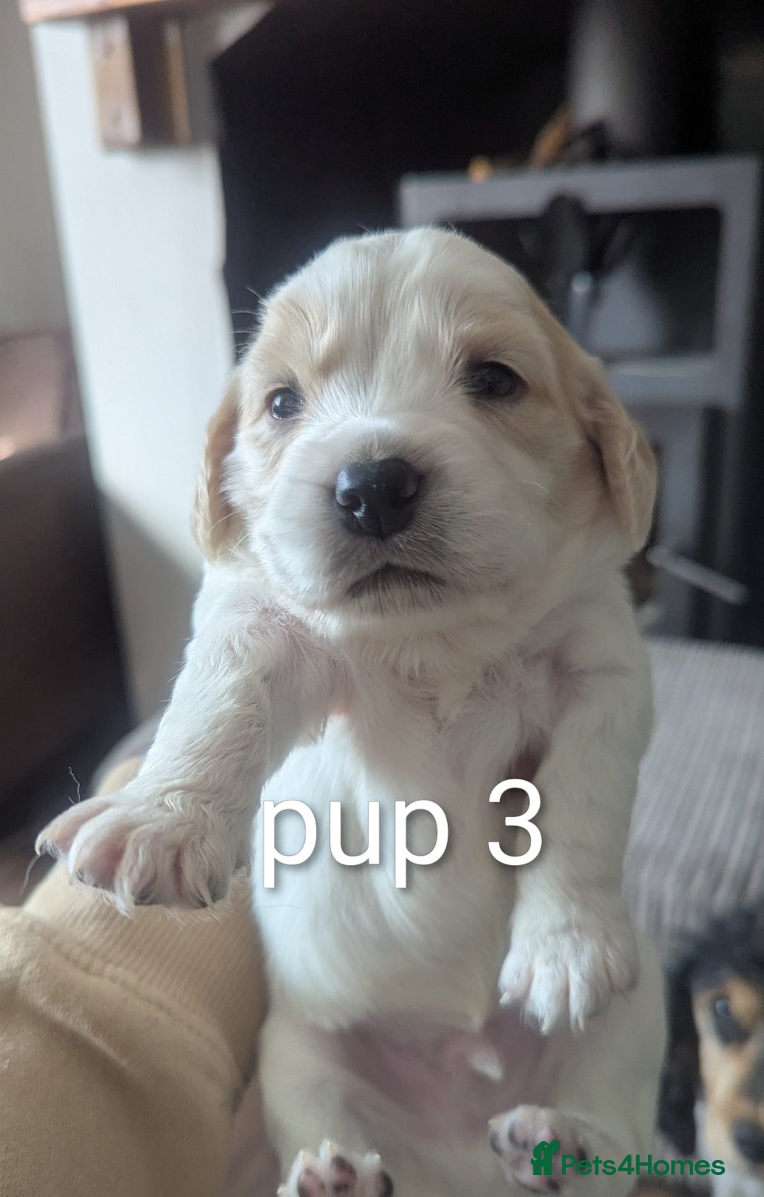 Sprocker dogs for sale: 5 sprocker puppies for sale - Image 10