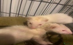 Ferret rodents for sale: Ferrets - Image 8