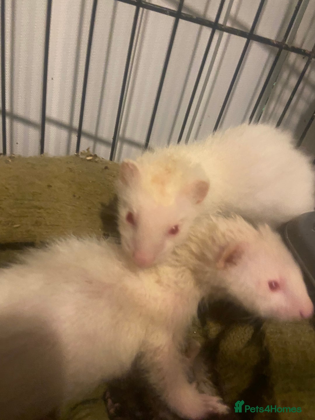 Ferret rodents for sale: Ferrets - Image 8