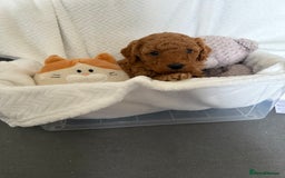 Cavapoo dogs for sale: F1B cavapoo puppies - Image 13
