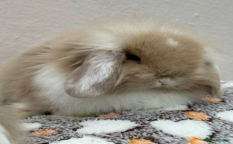 Mini Lop rabbits - Advert 3