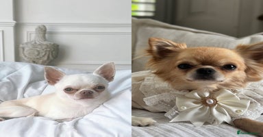 Chihuahua dogs Chihuahua male puppy , KC Reg READY NOW  - Advert 5