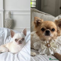 Chihuahua dogs Chihuahua male puppy , KC Reg READY NOW - Advert 5