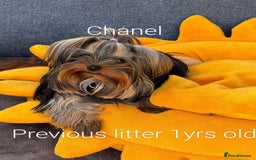Yorkshire Terrier dogs for sale: 💝💝💝Both sides many champions 💝💝💝 in Leeds - Image 28