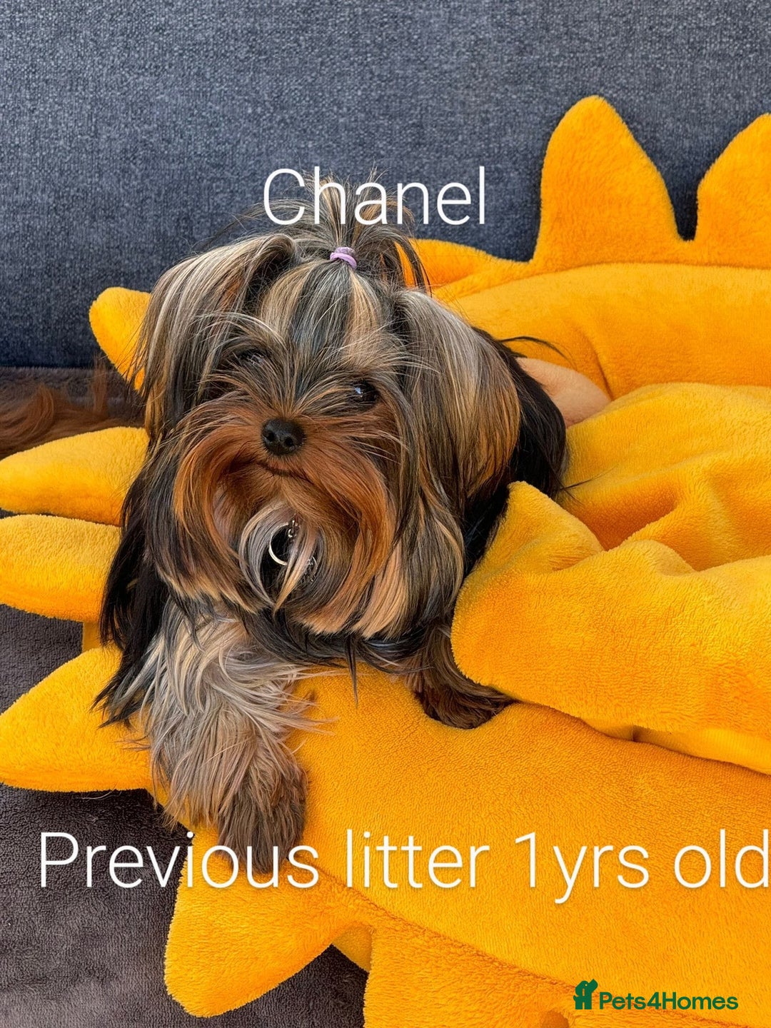 Yorkshire Terrier dogs for sale: 💝💝💝Both sides many champions 💝💝💝 in Leeds - Image 28