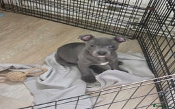 Staffordshire Bull Terrier dogs for sale: 1 Girl left & ready to collect KC Registered - Image 4