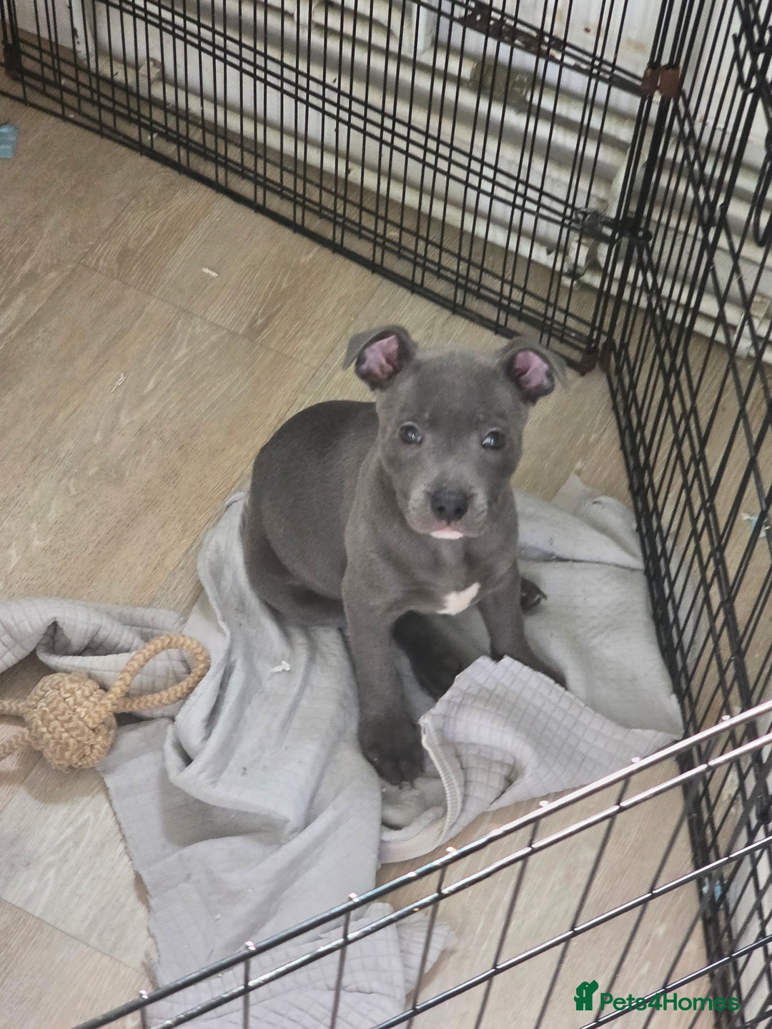 Staffordshire Bull Terrier dogs for sale: 1 Girl left & ready to collect KC Registered - Image 4