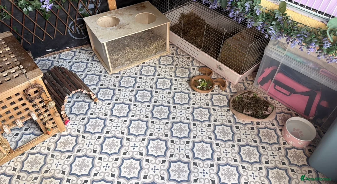 Mini Lop rabbits for sale: Very friendly mini lop & mixed breed lop - females - Advert 4