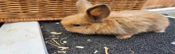 Mini Lop rabbits for sale: 5 + 2x Mini lops babies - Advert 3